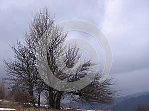 Old tree near Grza photo